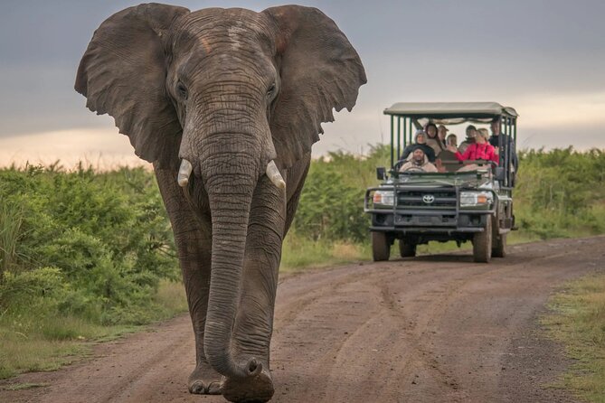 South Africa Garden Route safari elephant sighting