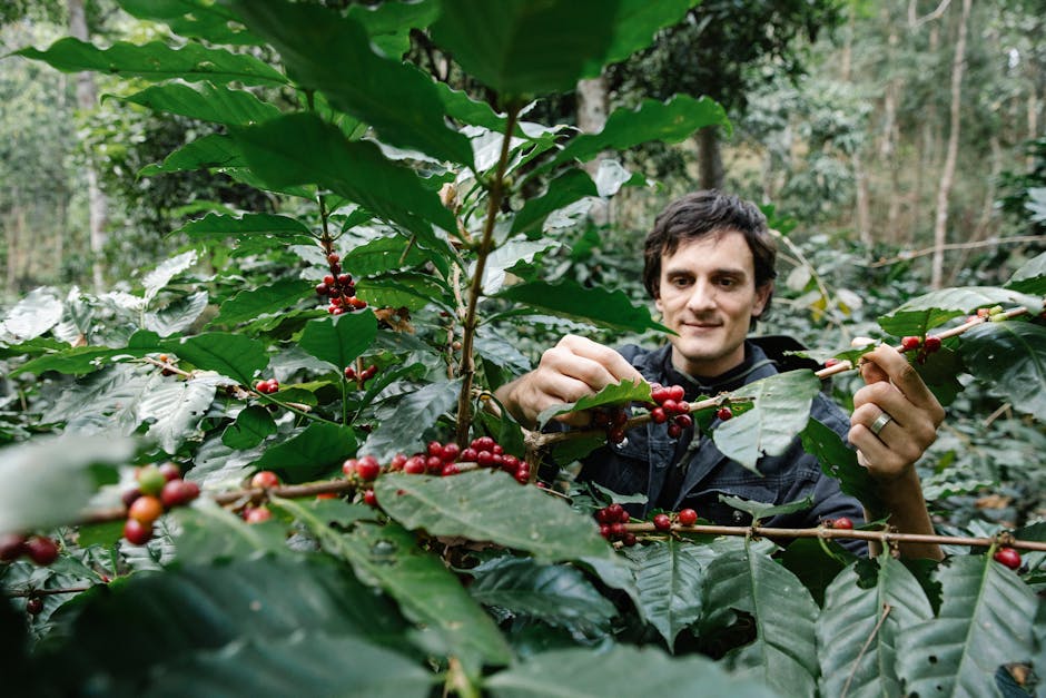 Tourists participating in a Blue Sail Coffee Tour, picking coffee cherries alongside local farmers